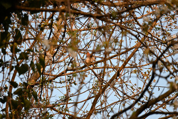 The true finches are small to medium-sized passerine birds in the family Fringillidae. Finches have stout conical bills adapted for eating seeds and nuts and often have colourful plumage. They occupy 