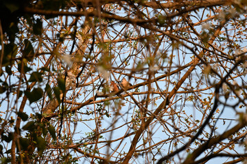 The true finches are small to medium-sized passerine birds in the family Fringillidae. Finches have stout conical bills adapted for eating seeds and nuts and often have colourful plumage. They occupy 