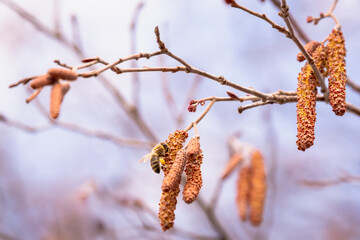 Alder earrings in early spring.