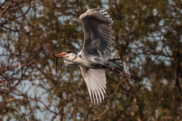 Fliegender Graureiher mit dickem Ast im Schnabel