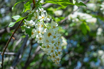 Spring flowers on the trees.