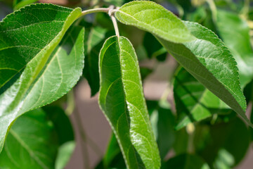 Fototapeta na wymiar Green pear leaves on a branch.