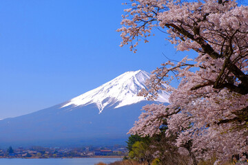Cherry tree and Mt.Fuji from Nagasaki Park in Lake Kawaguchi Japan 04/12/2022