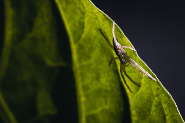 Wolfsspinne auf sattgrünem Blatt