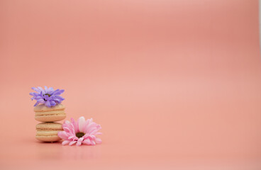 Round beautiful sweets macaroni with flowers on a pink background. Still life with macaroni cakes and different flower. Copy space. Banner