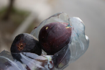 higuera, higos morados