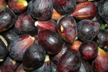 higuera, higos morados