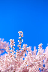 cherry blossom in spring