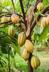 cocoa fruit tree plant in the forest