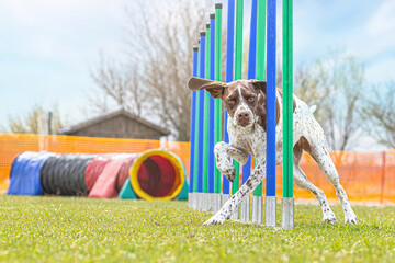 Portrait of a brown braque francais hound mastering agility obstacles on a dog training arena in...