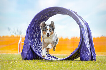 Agility training: Portrait of a miniature australian shepherd dog mastering different obstacles at...