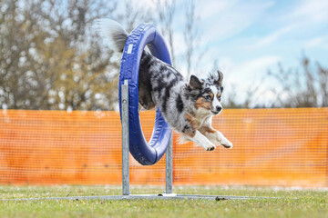 Agility training: Portrait of a miniature australian shepherd dog mastering different obstacles at...