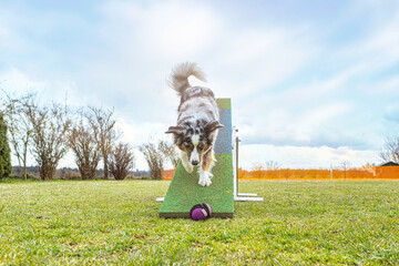 Agility training: Portrait of a miniature australian shepherd dog mastering different obstacles at a dog training arena outdoors