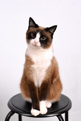Fototapeta premium snowshoe cat breed sitting on the chair
