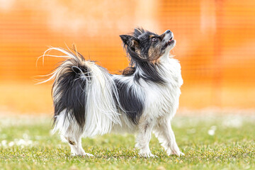 Fototapeta na wymiar Bright portrait of a papillon dog in front of an orange background outdoors