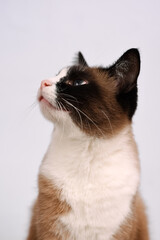 snowshoe cat breed sitting on the chair