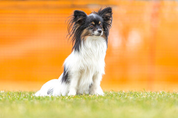 Bright portrait of a papillon dog in front of an orange background outdoors