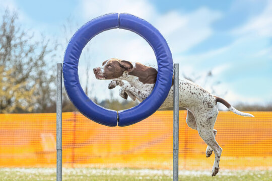 Portrait of a brown braque francais hound mastering agility obstacles on a dog training arena in spring outdoors