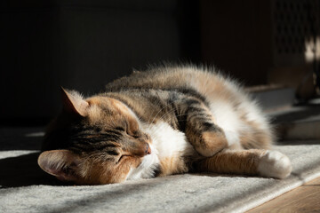 a house cat resting in the warmth of the sun through the window