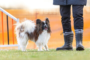 Obedience training with small dogs: Portrait of a cute papillon dog walking attentively beneath...
