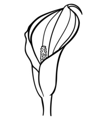 Calla flower - vector line art picture for coloring book, logo or pictogram. Outline. Calla inflorescence tropical plant for coloring book - obrazy, fototapety, plakaty