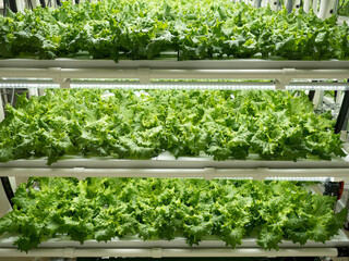 野菜工場　レタスの栽培