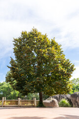 Obraz premium Arbol