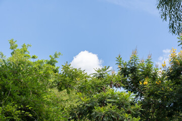 Vegetación y nubes