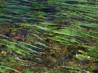 川の流れと水草