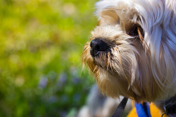 Muzzle of Yorkshire Terrier dog up close against a natural background of green grass in a summer park with room for text. Small dog outdoors. Head of a puppy, lapdog, brown doggy in spring garden.