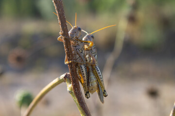 dos grillos en planta seca