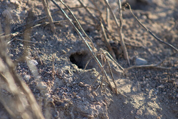 agujero de tarántula