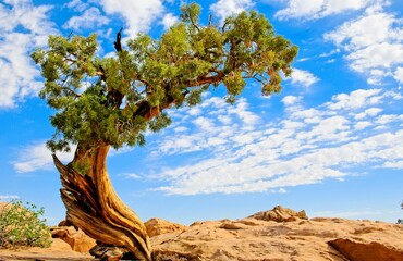 Canyonlands National Park in southeastern Utah, a dramatic desert landscape carved by the Colorado River. 