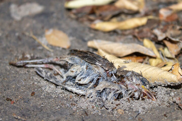 pájaro muerto en el suelo