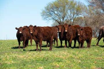 Cattle raising in pampas countryside, La Pampa province, Argentina.