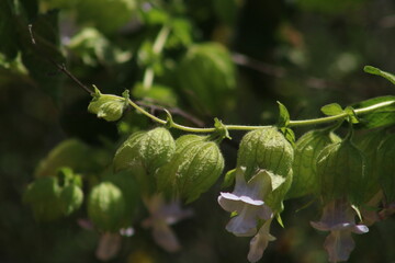 leaves and flowers