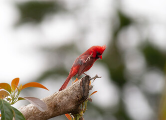 Red Cardinal on Avocado branch, Mountain View, Big Island, Hawaii