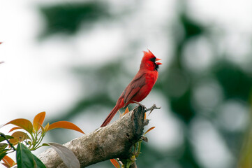 Red Cardinal on Avocado branch, Mountain View, Big Island, Hawaii