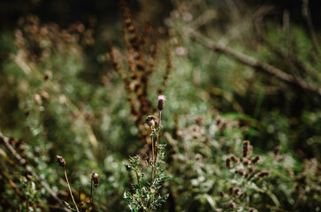 mountain flowers