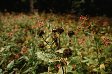 mountain flowers