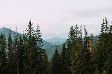 Mountains in the Carpathian forest