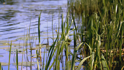 Obraz premium A dragonfly flies near a pond. CREATIV. Reeds near the reservoir in spring. A dragonfly flies near the pond and grass grows