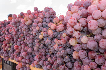 uvas, frutas, morado, nutritivo, saludable, viñero.
