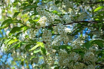 Obraz premium White cherry blossoms in spring.
