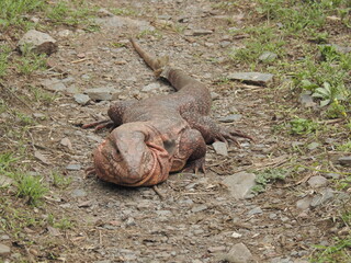 lizard on the rock