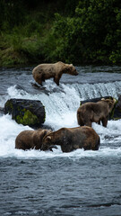 brown bears in water
