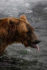 bear sticks tongue out