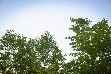 Obraz premium Green tree and sky in summer.