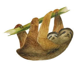 Watercolor vector sloth on a branch.