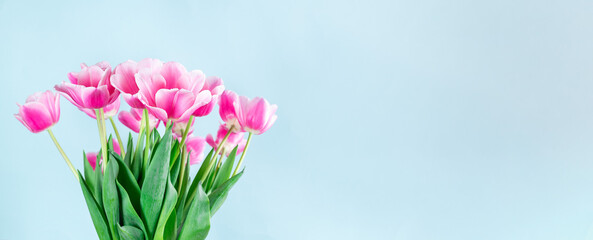 Beautiful pink white tulips on blue background banner, horizontal, copy space
